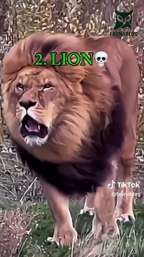The Majestic Roar of Big Cats