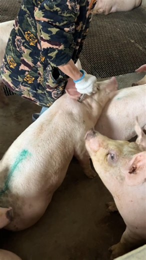 How to Inject a Pig Correctly: Neck Muscle Injection for Swine Health 👀