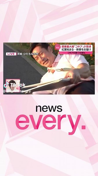 【今が見頃の絶景】 きょうの #いまダケッ 中継は 茨城県ひたちなか市から 絶景をお届け！ 紅葉した #コキア が 見頃を迎えています！ #山﨑誠 キャスターの 生実況を力に、 #辻岡義堂 キャスター 頑張ります💪 #newsevery 10月17日放送