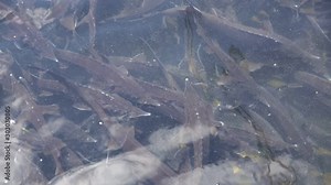 View of sturgeon swimming underwater in tank on fish farm
