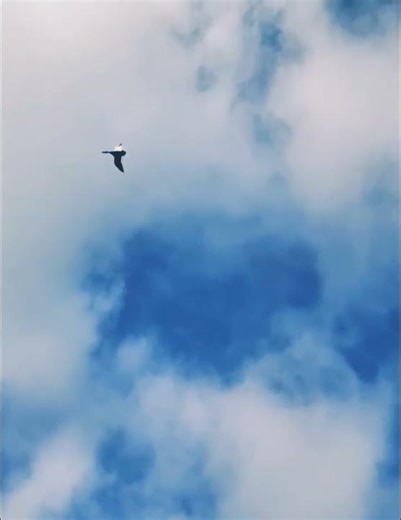 Perfect Duck in Slow Motion #birds #shortfeed #shorts #nature