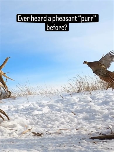 Exploring Wildlife: Fascinating Facts About Pheasants