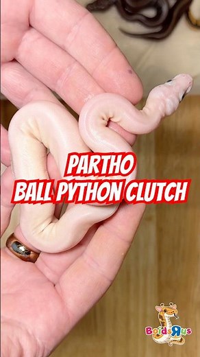 Parthenogenesis Ball Python Clutch. :( # #ballpython #reptiles #snake #ballpythonbreeder