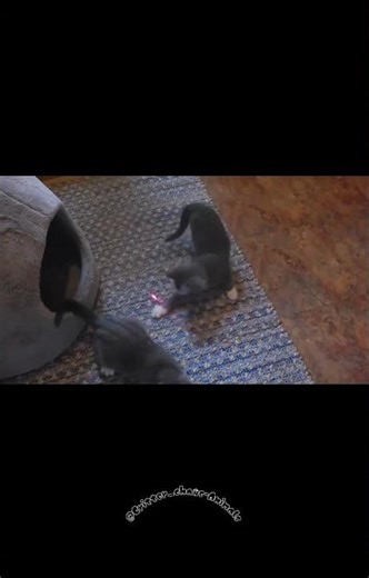 Hilarious Cat Loses to a Laser Pointer… Again 😂🐈