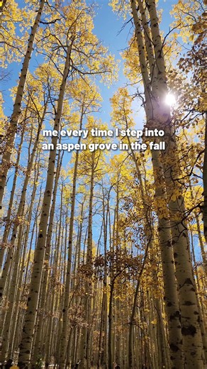 If you’ve walked through an aspen grove, then you’ve met a clone. Let us explain. The Pando Aspen Clone on the Fishlake National Forest is the world’s largest, most dense organism to ever exist. Weighing in at 13 million pounds, the collective root system of these 40,000 aspen trees is believed to have been born from a single seed at the end of the last ice age (about 2.6 million years ago!) One aspen tree is only a small part of a larger organism. A stand or group of aspen trees is considered a