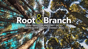 Root & Branch: What trees can and can’t do to address the climate change crisis