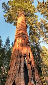 An interesting story of a lumberjack #lumberjack #tree #story #lesson #facebookreels #thedailydoc #reels #storytelling #theuntoldstory #foryou #usa #rare #viralreels #viral | The Untold Story