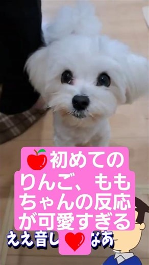 🍎 Momo's first apple, her reaction was too cute 🐶 #puppy #dailylife