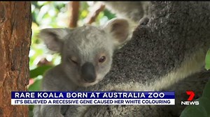 1.7K views · 32 reactions | Animal keepers at Australia Zoo have...