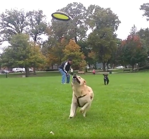 369K views · 2.6K reactions | These doggos are just our here living their best life  | America's Funniest Home Videos | Facebook