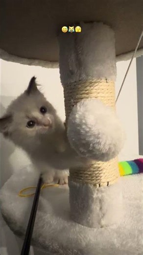 POV: Your kitten thinks Minecraft needs more chaos.