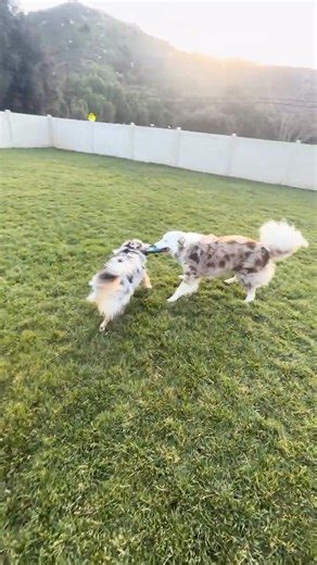 Drop the toy even when tugging