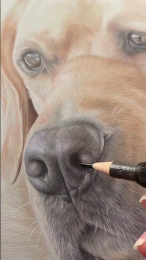 Mastering Pet Portraits Drawing a Yellow Lab with Faber Castell and Prismacolor Pencils