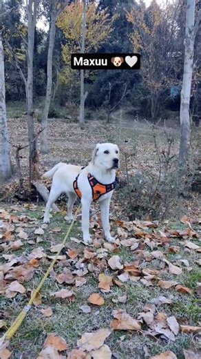 #reelchallenge #smartmax