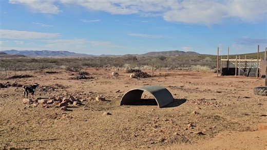 La importancia de la crianza en los Great Pyrenees