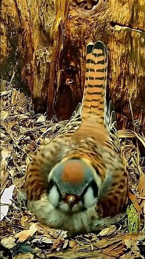 Female American Kestrel Lays Egg #5 Over Easter Weekend