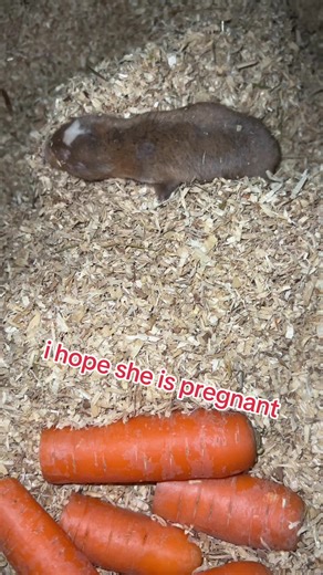 Exploring Pregnant Mole Rats and Their Offspring