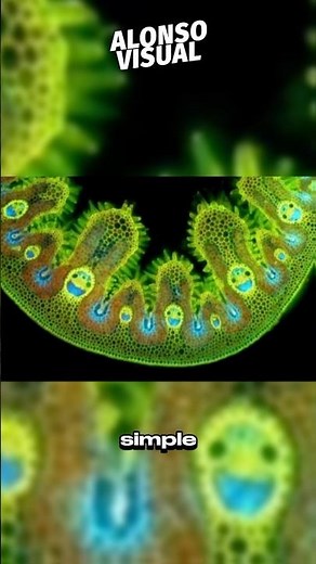 This is what these things look like under a microscope 🔬