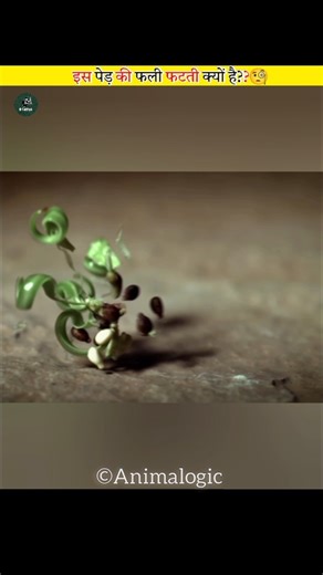 Why do its pods burst?"Impatiens glandulifera' #shorts #facts