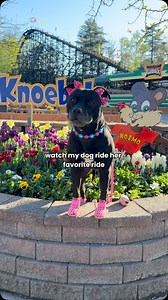 120K views · 193K reactions | who wants to see her riding the train next? 來 Knoebels is pet friendly amusement park in Elysburg, Pennsylvania! 朗  double bows @wildly.cute 懶 beaded collar @hypnoticdogco use AKIRA10  wagwellies shoes @wagwear use AKIRA10 #petfriendly #knoebels #pitties #rescuedogs #dogsofinstagram #adorabledogs | Akira Black Pit | Facebook