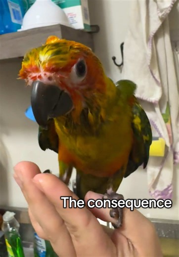 Brant the Sun Conure Enjoys His Bath Time