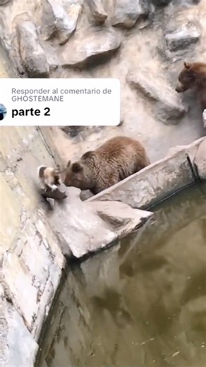 Bear and cat fight, who is afraid of whom? A wild cat was rescued by rangers after falling into a brown bear enclosure.#bear #cat #catsoftiktok #share #
