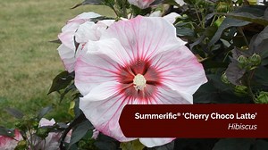 1.4K reactions · 62 shares | How could any gardener NOT fall in love with these huge pinwheels of color? It is a special time of year when these plants start showing off in the garden...so schedule your vacations accordingly  You will not want to miss the show! pwwin.rs/Summerif25 | Proven Winners | Facebook