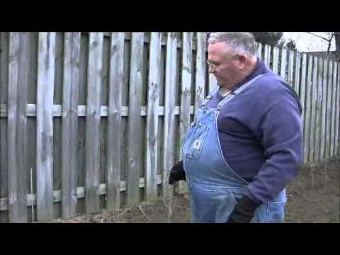 Pruning Rose of Sharon