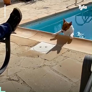 I can't with these dogs! So silly but so pure 😂🐶 | Tyla