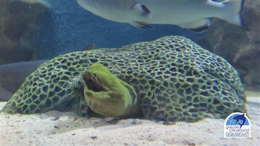 Some animals seem a little unusual, but it's their adaptations that...