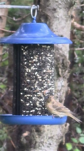 Interspecific competition for resources) #birds
