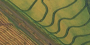 Future rice yield losses due to climate change could be extreme