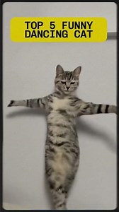 Top 5 FUNNY Dancing Animals You’ll Watch Twice! 🐒💃🤣