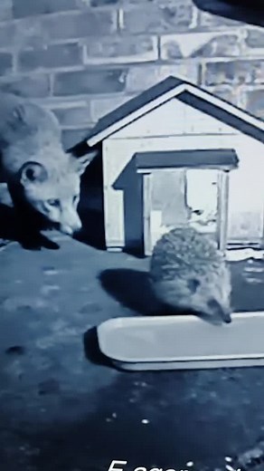 Fox and Hedgehog Playful Encounter Outdoors