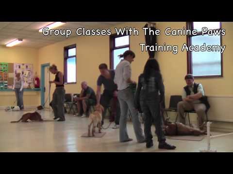 Beginner's Basic Obedience Class