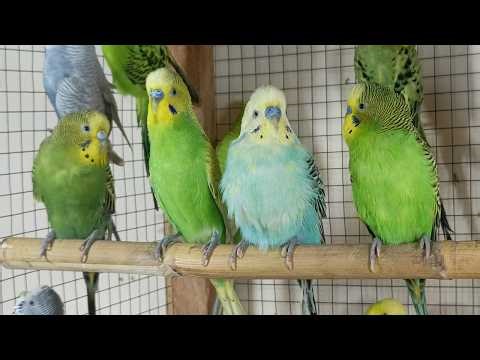 3 hour Budgies Singing Happily 🎶 | Real Parakeet Sounds for Stress Relief