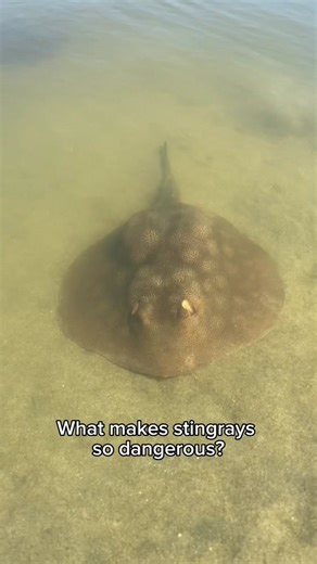 What Makes Stingrays So Dangerous? #stingray #stingrays #stingraysting #seaanimals #oceananimals #camo #camoflauge #beach #sand #ocean #surfer #surfers #surfing #surf