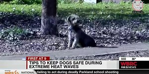 How to spot signs of heat stroke and heat exhaustion in your pets