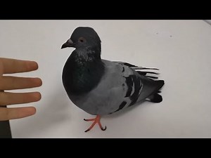 Pigeon Singing Cooing Sound