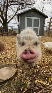 Today we had to say goodbye to our oldest pig resident, Wilbur. He was 15, almost 16 years old and lived the most beautiful portion of his life here at Oinking Acres. Wilbur was very tiny, only weighing 65 pounds at his heaviest. He and over a dozen other pigs were rescued from a hoarding case in Michigan back in 2020. Wilbur was old, with crusty skin the day we picked him up. He walked stiffly from arthritis, and had testicular cancer; 100% preventable had he been neutered. Wilbur was such a ch