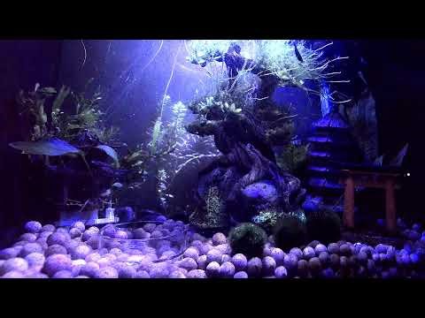 🔴 Live Aquarium Feed | Planted Shrimp Tank & Chill Beats