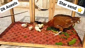 4.3K views · 190 reactions | Masha Allah  results Chek Frds And like shere vedeo All dear friend | Dk Aseels kpk | Facebook