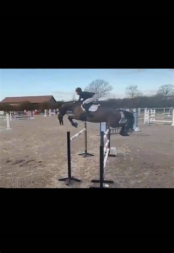 Nemo the Show Jumper: A Rising Star in Equestrian Sports