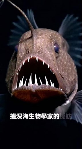 深海生物學家揭露燈籠魚真相