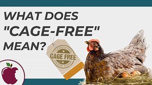 What Does Cage-Free Eggs Mean?