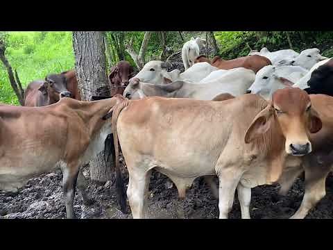 Tips para el ganado de ceba y engorde