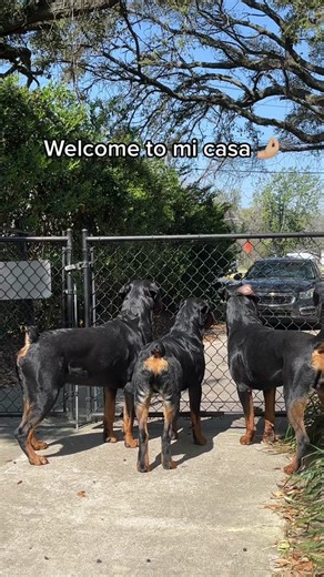 Meet the Ultimate Guard Dog - Rottweiler Construction