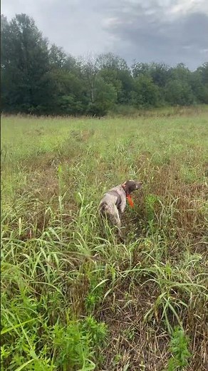 Hunting Quail with Epagneul Breton and GSP – Amazing Pointing! #quailhunting #epagneulbreton #gsp