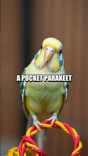 Small But Spectacular Secrets of the World’s Littlest Pets