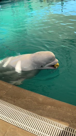 tamara farahani TikTok'ta